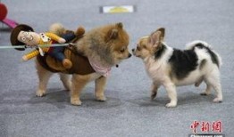 最新台湾狗崽爆料新闻视频,最新视频揭露惊人内幕